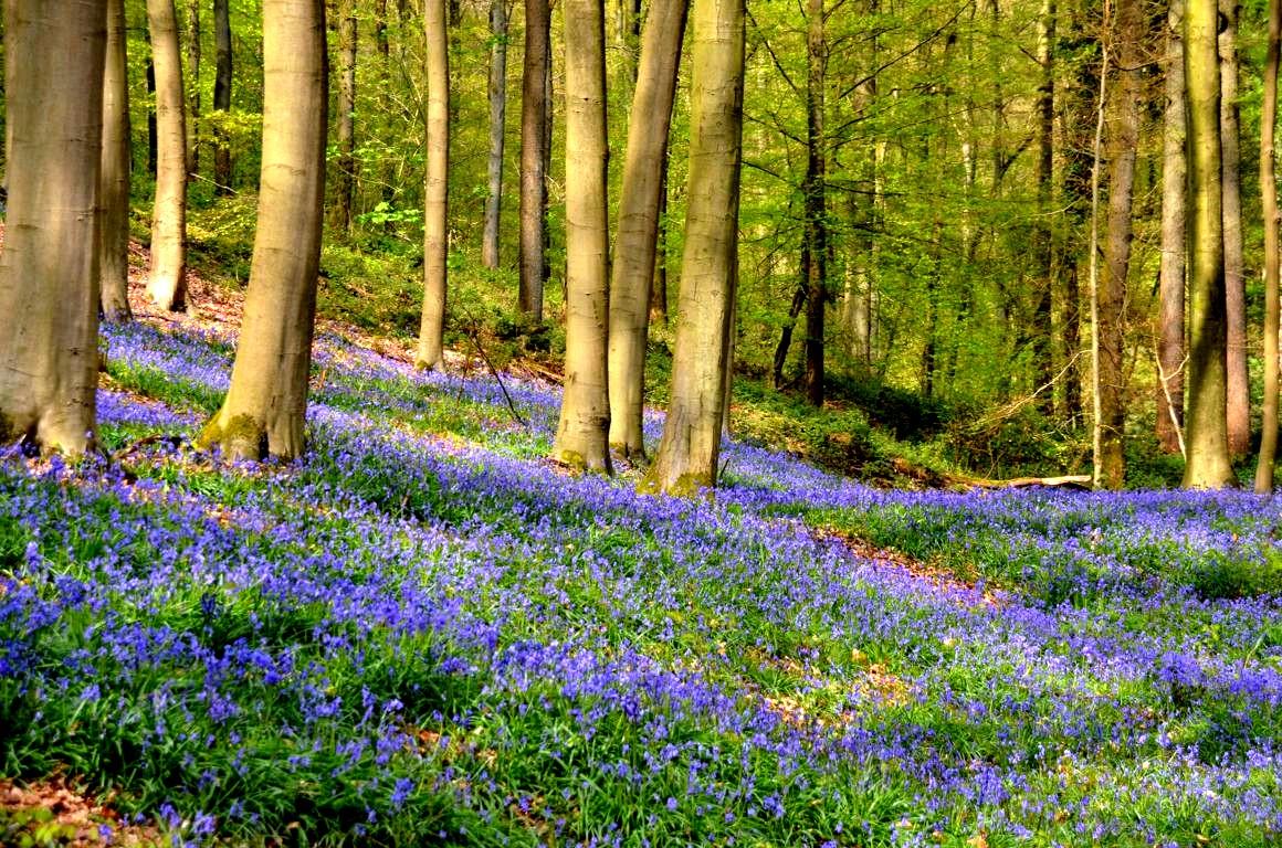 Bois de hal jacinthes 31